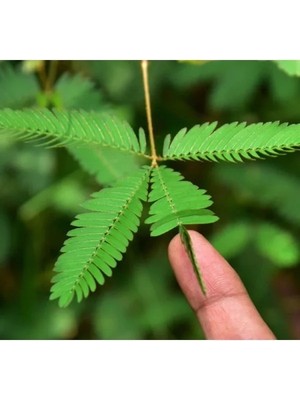 Esranın Dünyası Küstüm Çiçeği Tohumu - Renkli ve Kolay Yetiştirilebilir