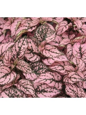 Esranın Dünyası Hostes Çiçeği Tohumu - Pembe Çilli Yapraklı (5 Tohum)