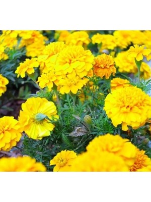 Esranın Dünyası Bodur Sarı Fransız Kadife Çiçeği Tohumu - 10 Adet