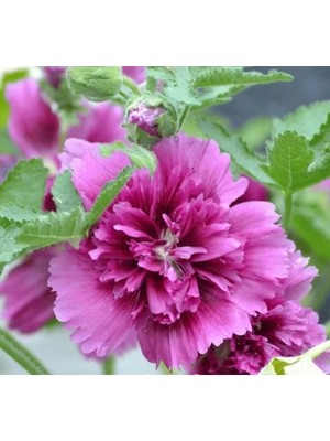 Esranın Dünyası Katmerli Büyük Çiçekli Mor Gülhatmi Tohum Seti (5 Adet)