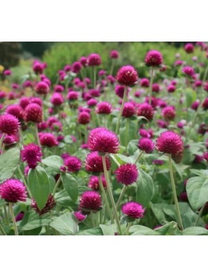 Esranın Dünyası Medine Düğmesi Tohumu - Mor Renkli Iri Çok Çiçekli