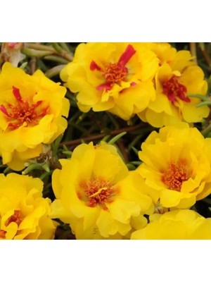 Esranın Dünyası Sarı Kırmızı Ipek Çiçeği F1 Tohumu - 75 Tohum