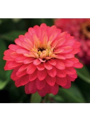 Esranın Dünyası Somon Renkli Iri Çiçekli Zinnia Tohumu - 5 Tohum