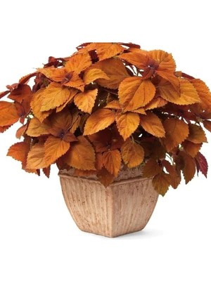 Esranın Dünyası Turuncu Yaprak Güzeli F1 Tohumu - 40 Tohum