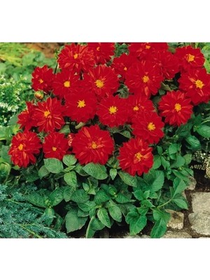 Esranın Dünyası Kırmızı Renkli Yıldız Çiçeği Tohumu - 10 Adet