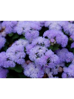 Esranın Dünyası Vapur Dumanı Tohumu (+250 Tohum)