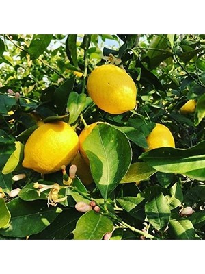 Esranın Dünyası 3 Yaş Aşılı Yediveren Limon Fidanı, Torbada