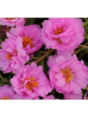 Esranın Dünyası Duble Katlı Koyu Pembe Ipek Çiçeği Tohumu (25 Tohum)