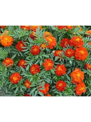 Esranın Dünyası Fransız Kadife Çiçeği Tohumu (+25 Tohum)