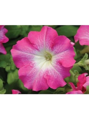 Esranın Dünyası Renkli Petunya Tohumu - Beyazlı Gül