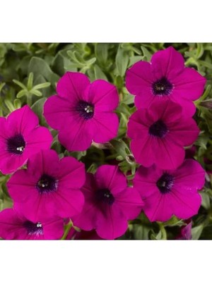 Esranın Dünyası Mürdüm Renkli Iri Çiçekli Bodur Petunya Tohumu - 15 Tohum