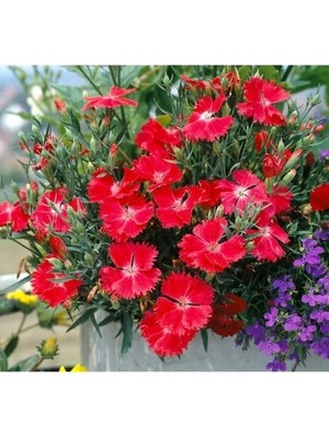 Esranın Dünyası Çin Karanfili Tohumu - Kokulu Çok Çiçekli Kırmızı