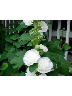 Esranın Dünyası Beyaz Renkli Katmerli Dev Çiçekli Gül Hatmi Tohumu - 5 Tohum