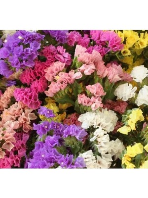 Esranın Dünyası Limonyum Çiçeği Tohumu - Karışık Renkli - 15 Tohum