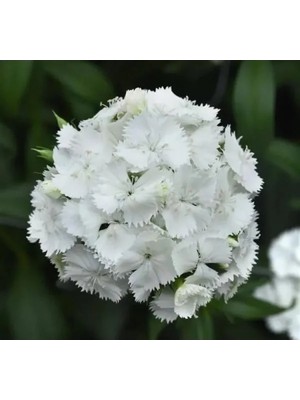 Esranın Dünyası Beyaz Renkli Çok Uzun Tek Kat Karanfil Tohumu - 5 Adet