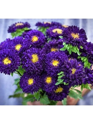 Esranın Dünyası Mor Renkli Kasımpatı Çiçeği Tohumu (Uzun Boylu) - 5 Tohum