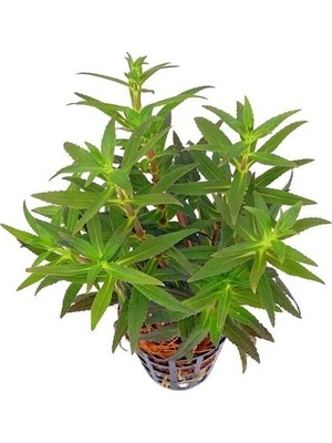 Esranın Dünyası Limnophila Aromatica Saksı Canlı Bitki