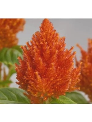 Esranın Dünyası Horoz Ibiği Tohumu - Turuncu Renkli - Tüy Uzun Boylu - 40 Tohum