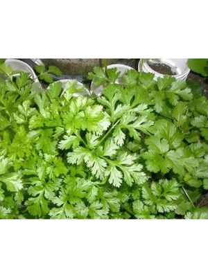 Esranın Dünyası Kişniş Tohumu (10 Gr)