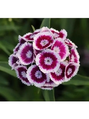 Esranın Dünyası Mor Beyaz Renkli Çok Uzun Tek Kat Karanfil Tohumu - 5 Adet