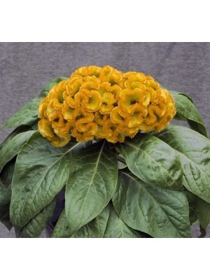 Esranın Dünyası Sarı Renkli Horoz Ibiği Balta Tohumu - 20 Adet