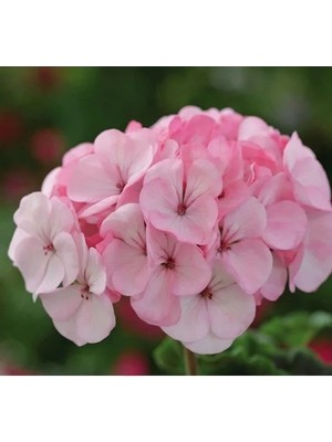 Esranın Dünyası Lekeli Pembe Gül Sardunya F1 Tohumu - 10 Adet