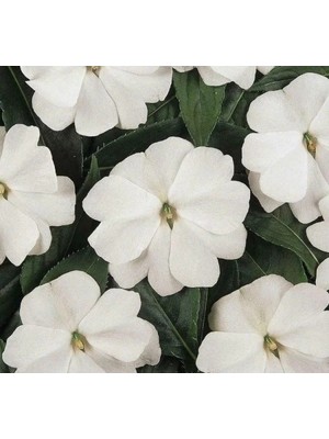 Esranın Dünyası Büyük Çok Çiçekli Beyaz Cam Güzeli Tohumu - 10 Tohum