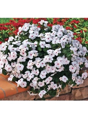 Esranın Dünyası Çok Çiçekli Rozet Çiçeği Tohumu - Beyaz Kırmızı Benek Renkli - 15 Tohum