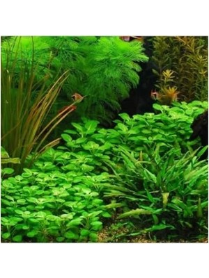 Esranın Dünyası Lobelia Cardinalis Saksı Canlı Bitki