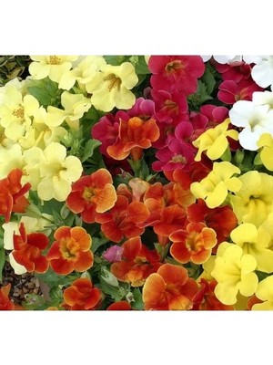 Esranın Dünyası Karışık Mimulus Misk Çiçeği F1 Tohumu - 30 Adet