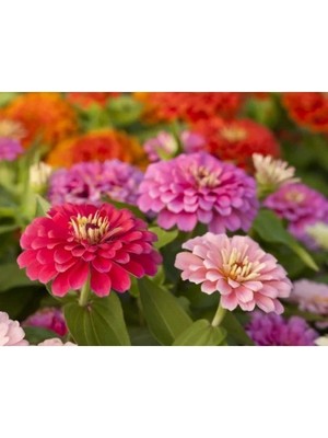 Esranın Dünyası Kirli Hanım Çiçeği Tohumu - 20 Adet