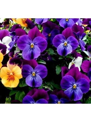 Esranın Dünyası Mor Menekşe Çiçeği Tohumu - Bahçe ve Saksılar Için