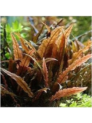 Esranın Dünyası Canlı Cryptocoryne Wendtii Brown Saksı Bitkisi