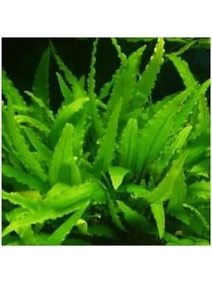 Esranın Dünyası Canlı Cryptocoryne Wendtii Green Bitkisi, Saksı ile Birlikte