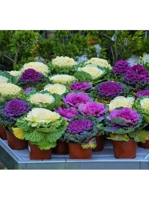 Esranın Dünyası Süs Lahanası Tohumu