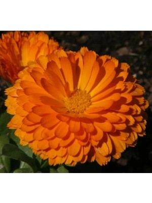 Esranın Dünyası Turuncu Renkli Bon Bon Uzun Boylu Aynı Sefa Tohumu - 40 Adet