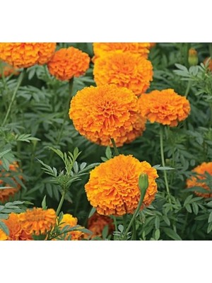 Esranın Dünyası Turuncu Renkli Iri Çiçekli Uzun Boylu Kadife Çiçeği Tohumu - 5 Tohum