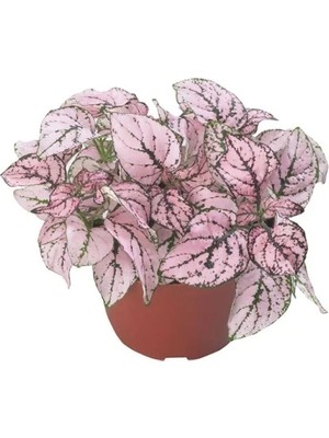 Esranın Dünyası Gül Renkli Hostes Çiçeği Tohumu (Çilli, Geniş Yaprak) - 5 Tohum