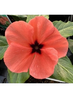 Esranın Dünyası Turuncu Renkli Rozet Çiçeği Tohumu (Çok Çiçekli, 15 Adet)