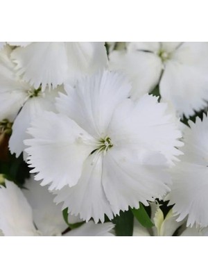 Esranın Dünyası Beyaz Renkli Kokulu Çin Karanfili Tohumu - 8 Adet