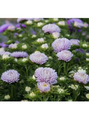 Esranın Dünyası Lavanta Renkli Aster Kasımpatı Tohumu - 20 Tohum