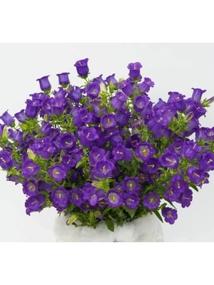 Esranın Dünyası Mini Mavi Renkli Çan Çiçeği Tohumu - 5 Adet