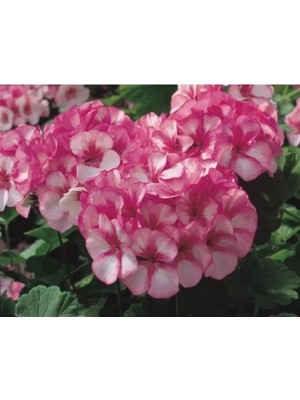 Esranın Dünyası Lekeli Pembe Sardunya Tohumu - 10 Adet