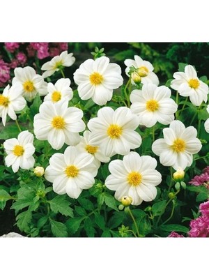 Esranın Dünyası Yıldız Çiçeği Tohumu - Bodur Çok Çiçekli, Beyaz - 10 Adet