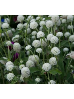 Esranın Dünyası Beyaz Renkli Medine Düğmesi Tohumu - 30 Adet