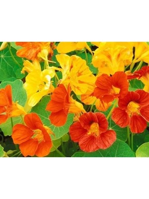 Esranın Dünyası Latin Çiçeği Tohumu - 8 Adet