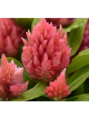 Esranın Dünyası Horoz Ibiği Tohumu - Pembe Tüy Uzun Boylu (40 Tohum)