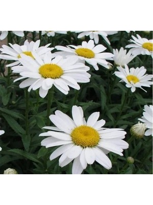 Esranın Dünyası Alman Kalıcı Bodur Papatya Tohumu - Beyaz Renkli - 5 Adet