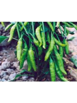 Esranın Dünyası Cin Biber Tohumu - Aksel 10 gr