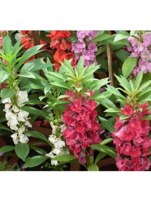 Esranın Dünyası Kına Kına Çiçeği Tohumu